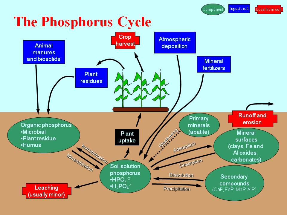 Plant tracer experiment